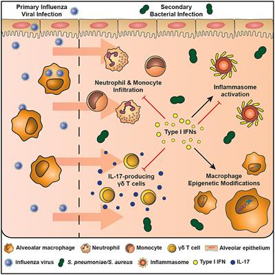 The Impact of Type 1 Interferons on Alveolar Macrophage Tolerance and Implications for Host Susceptibility to Secondary Bacterial Pneumonia